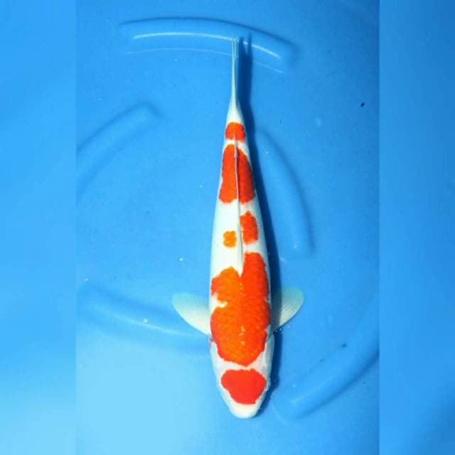 Kohaku maruten