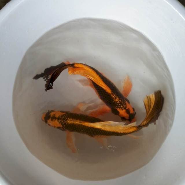 KABUTO 35-35 CM