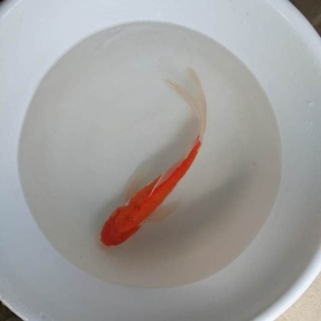 KUMPAY 35 CM 