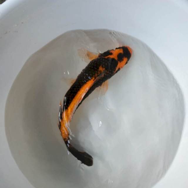 KABUTO JANTAN 35 CM