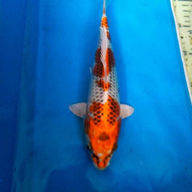 KUJAKU JRENG 25CM