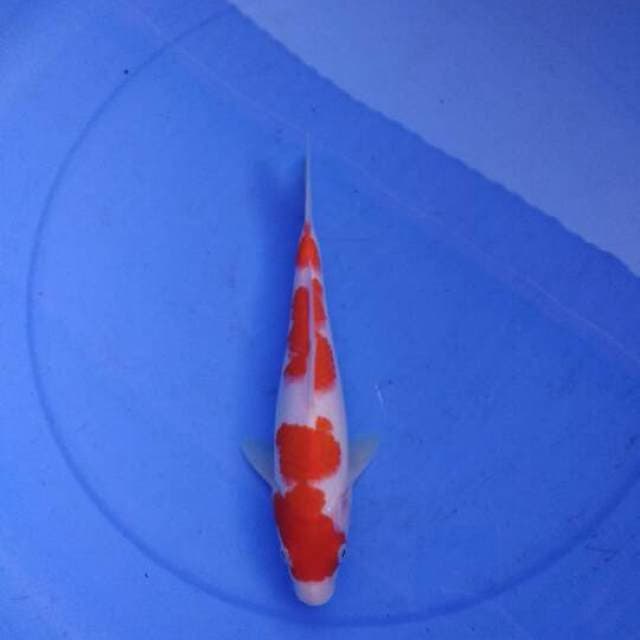 Red Star - Kohaku Sandan Ciamik