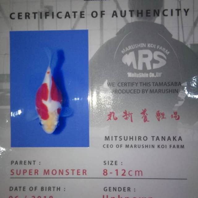 Tamasaba (Marushin) 12cm.  Import dan Sertifikat