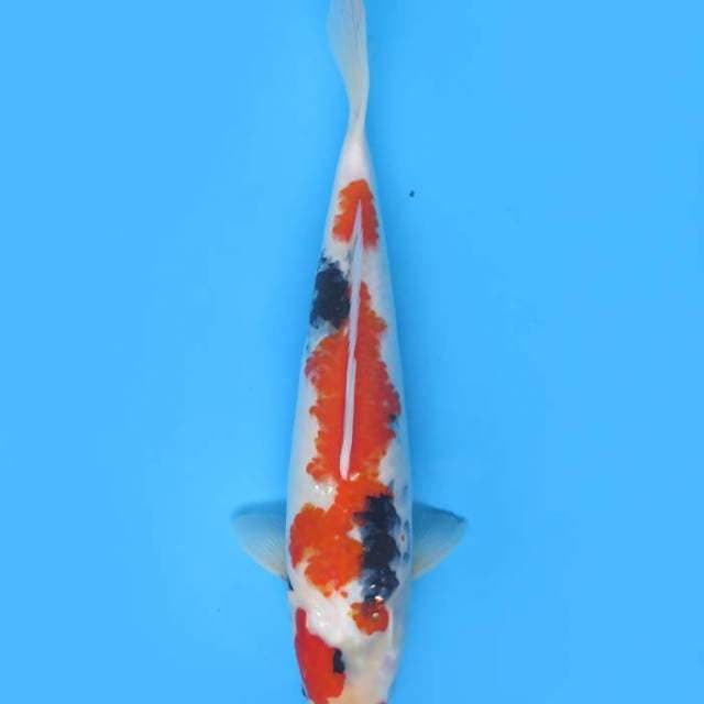 40cm , Showa Tategoi 1