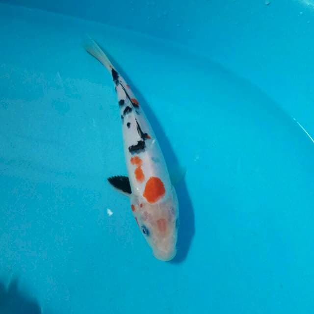 Sanke kurleb 20 cm