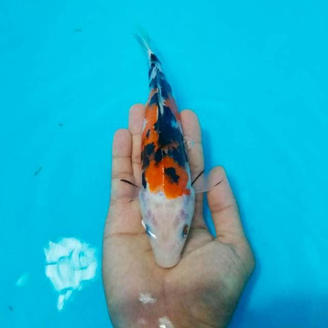Sanke kurleb 20 cm