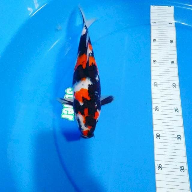 Showa jos 29cm 