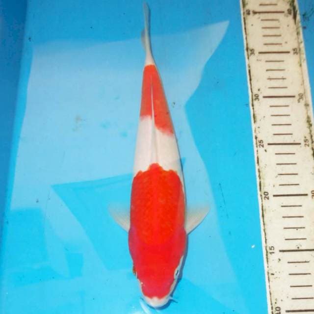 30cm KOHAKU