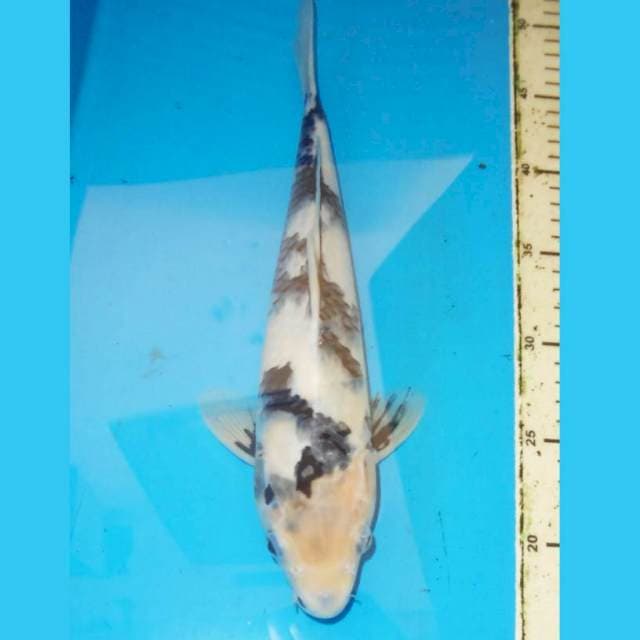 35cm SHIRO