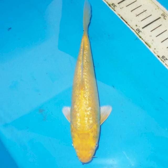 23cm Karashi