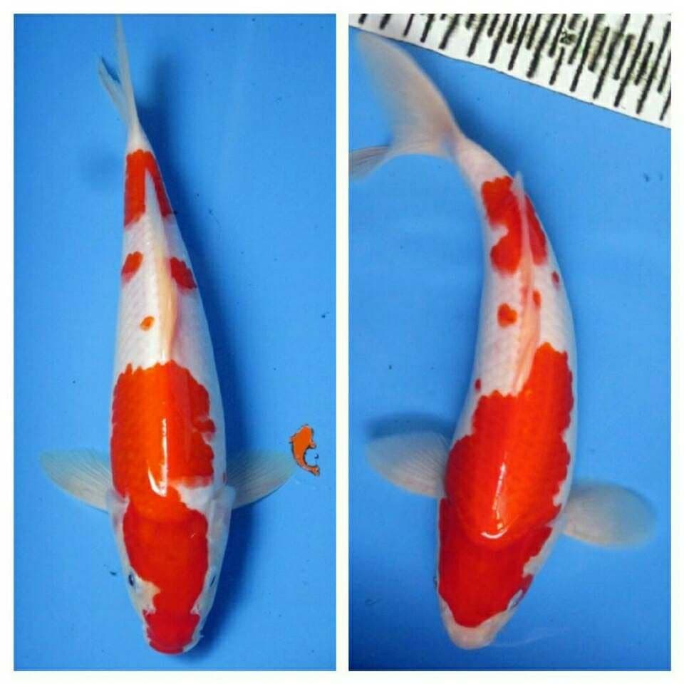 DUO KOHAKU CANTIK