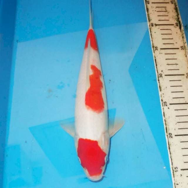 Kohaku 31 cm