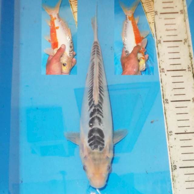 Shusui 30 cm