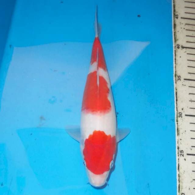 Kohaku 25 cm