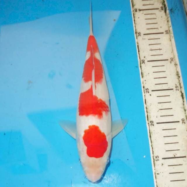 Kohaku 30 cm
