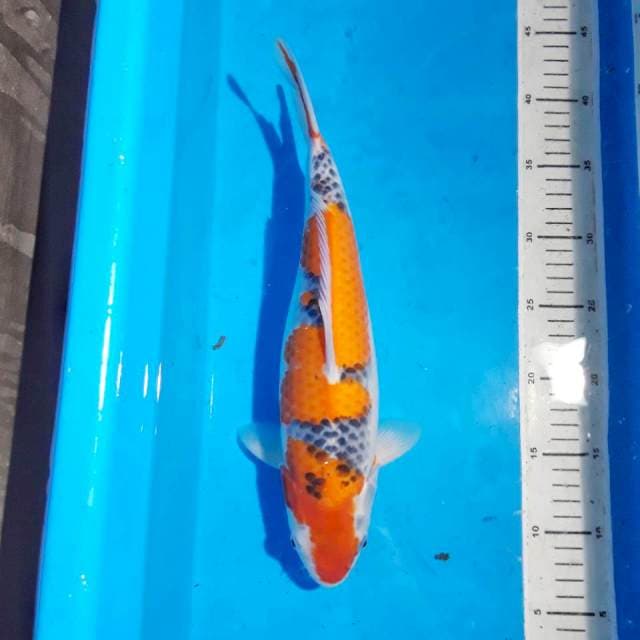 Goshiki Bulky 35 cm