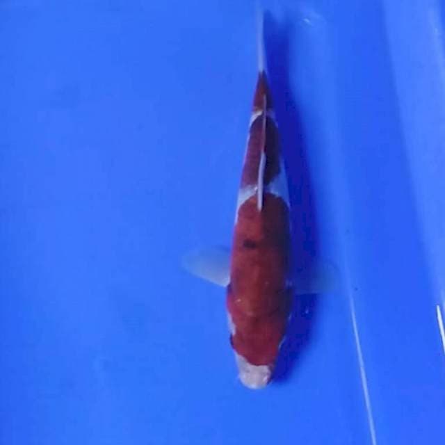 Goromo