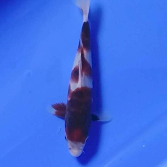 Goromo