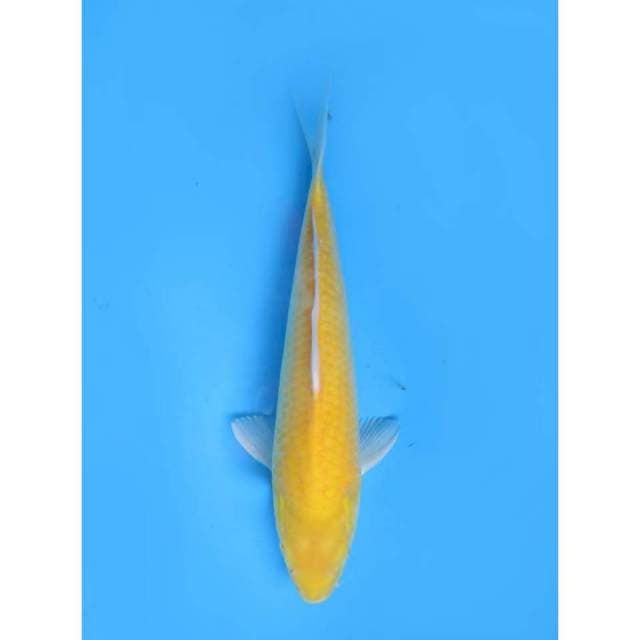 Karasi Prospek Jumbo - 35cm
