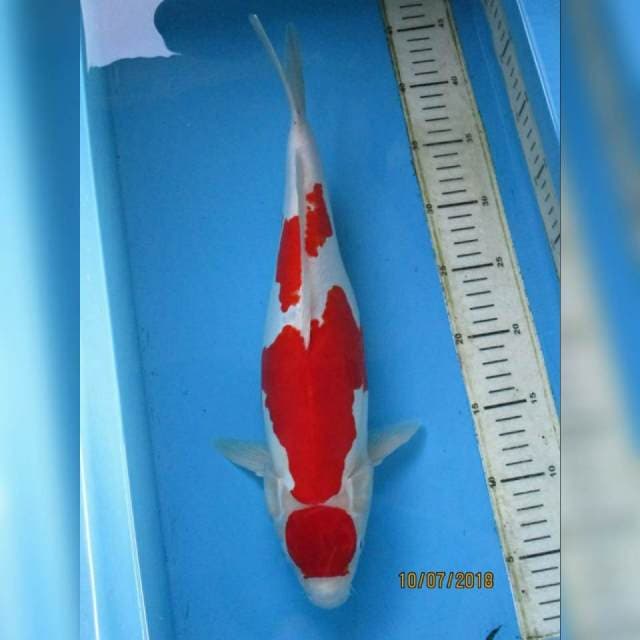 F1 super red kohaku doitsu murni