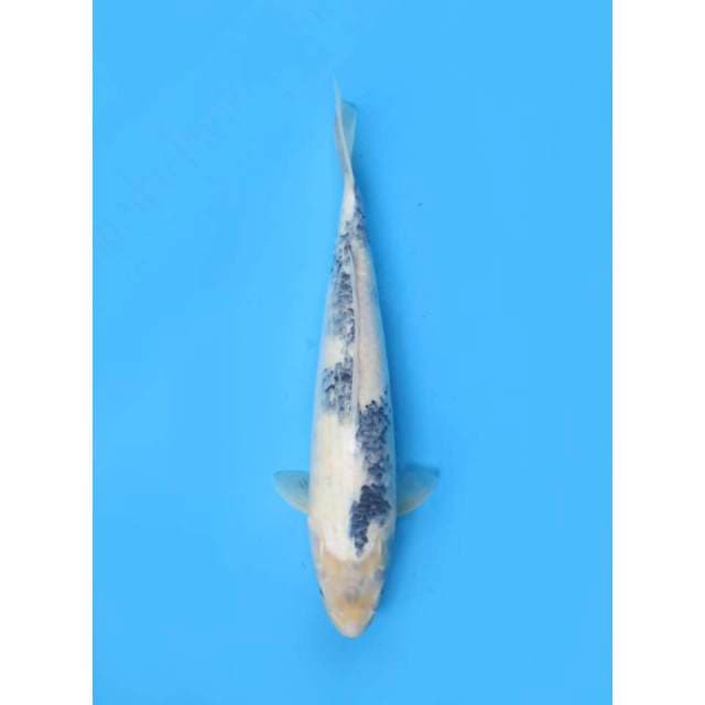 Jumbo Shiro Tategoi - 44cm