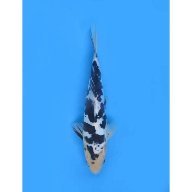 Shiro Doitsu Jet Black - 27cm