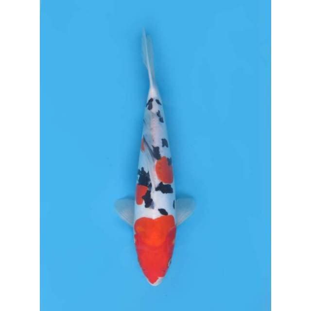Tiger Sanke - 31cm