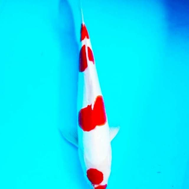 Kohaku doit murni