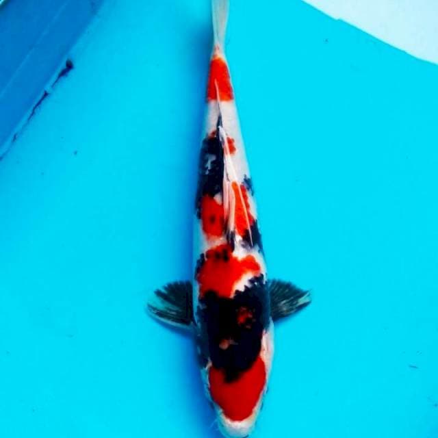 Showa maruten 35cm