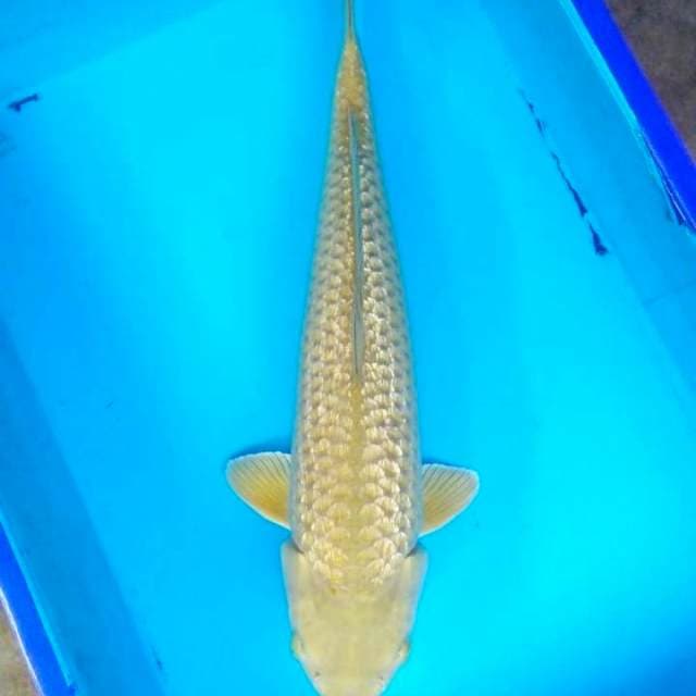 Midori gindrin 50cm