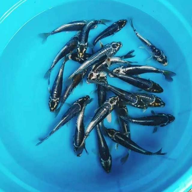 Black kawarimono 20 ekor 