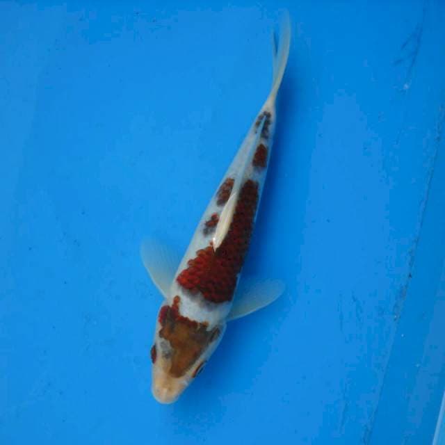 Budo Goromo