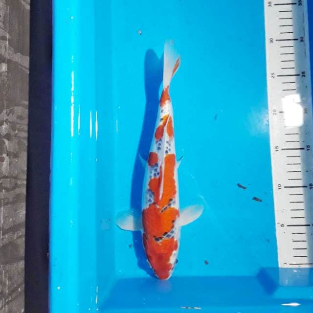 Goshiki merah Jantan 30 cm