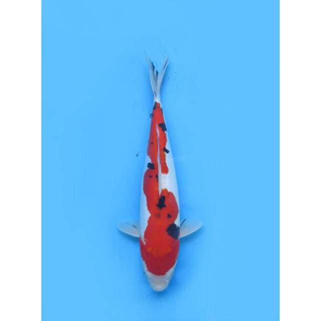 Jumbo Sanke Doitsu Murni - 38cm