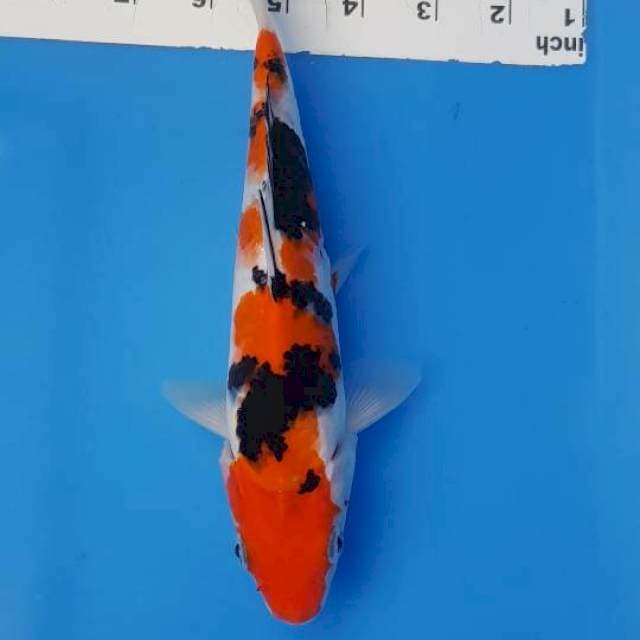 Sanke 23cm