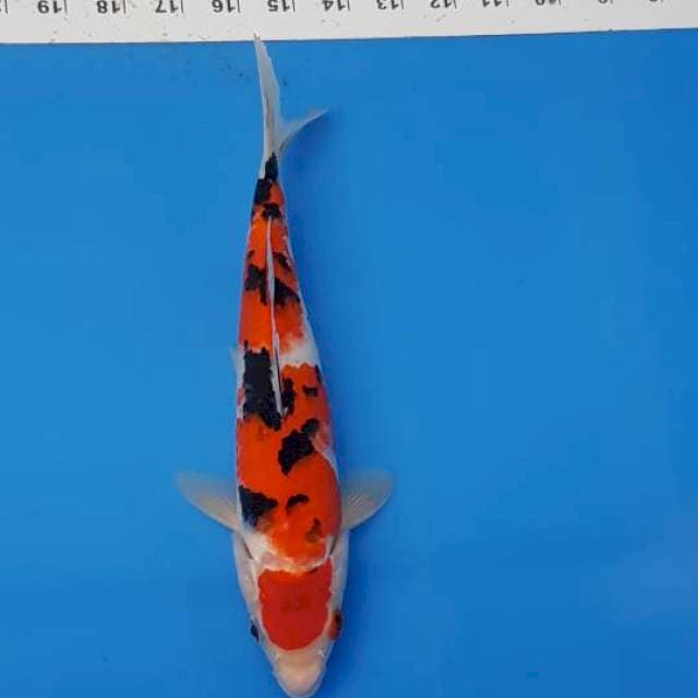 Sanke 25cm