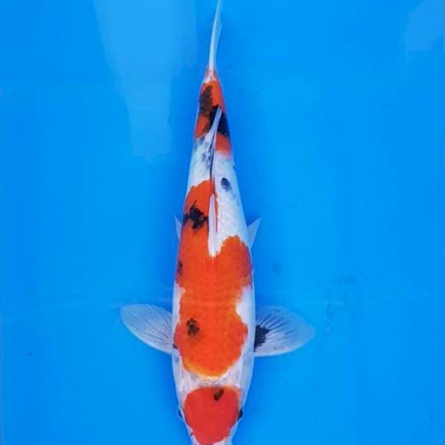 Showa 33cm