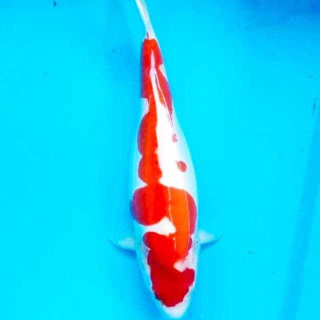 kohaku doit murni