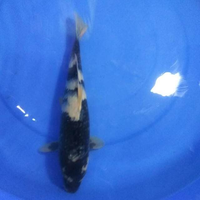 Black sumi shiro