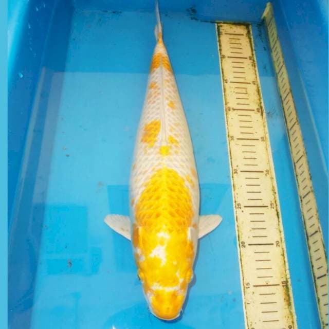 46cm F1 HARIWAKE TERPEDO