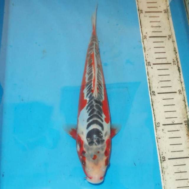 30cm F1 HANA SHUSUI