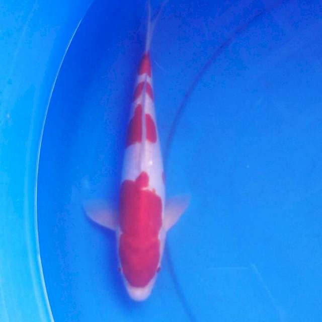 Doitsu kohaku
