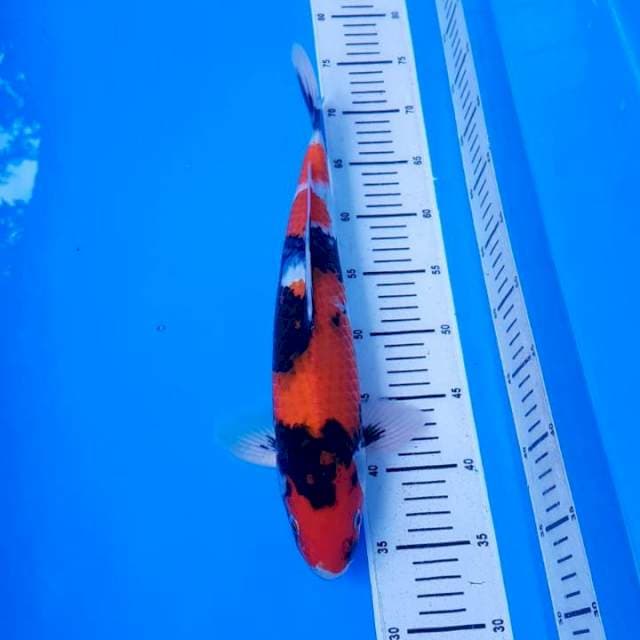 Showa Strong 40cm
