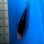 Budho antik 24cm