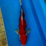 Ghosiki 32CM 