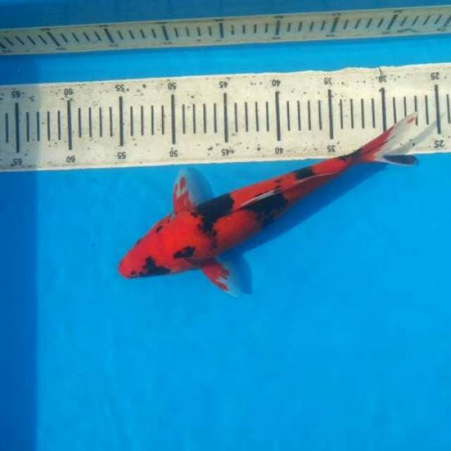 Hi utsuri 32cm super red