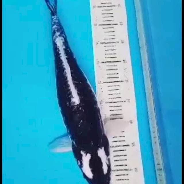 Kabuto 50 cm