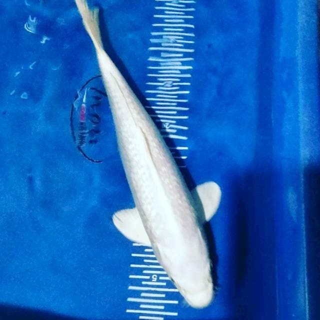 Kawarimono 34cm male