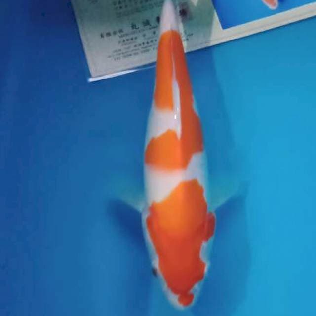 Kohaku import marusei farm