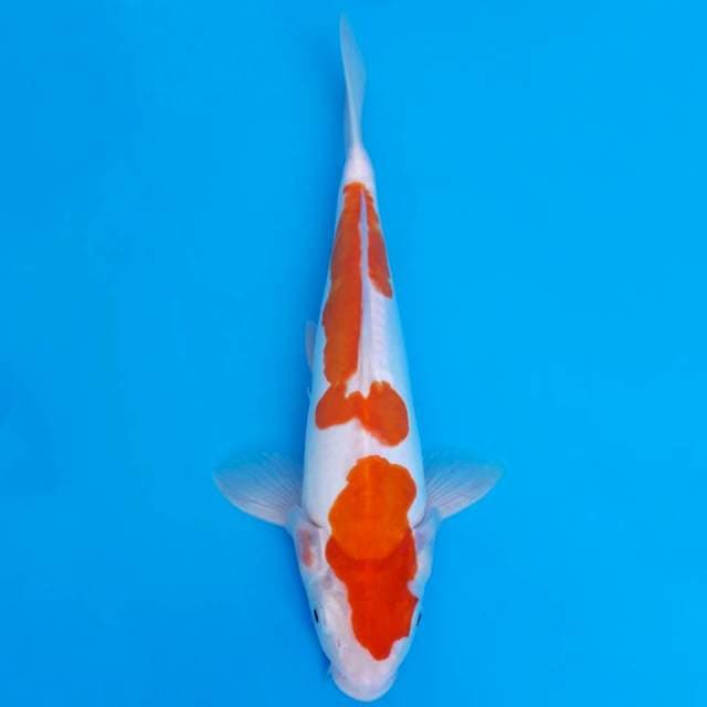 Doitsu kohaku 27cm